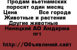 Продам вьетнамских поросят,один месяц › Цена ­ 3 000 - Все города Животные и растения » Другие животные   . Ненецкий АО,Амдерма пгт